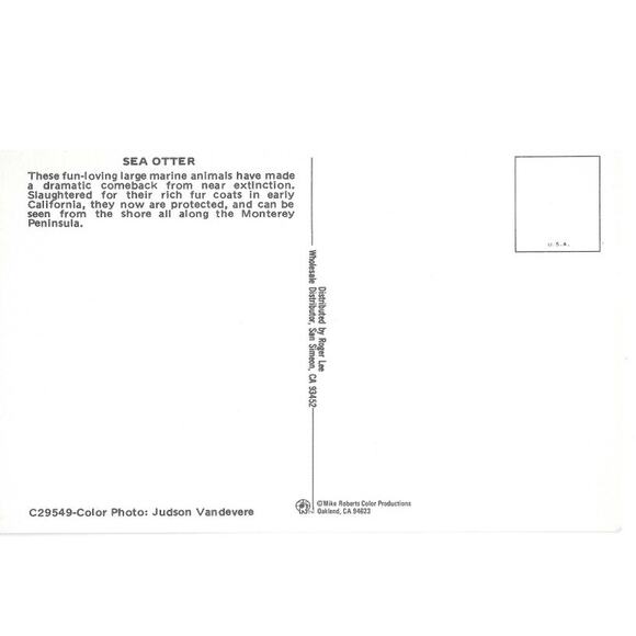 Sea Otter Postcard Unposted - Picture 2 of 2